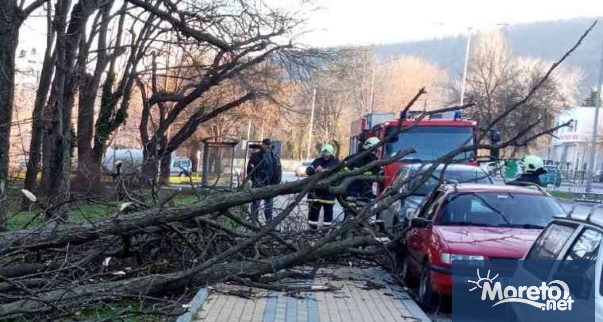 Силният вятър във Варна е съборил клони и дървета алармират