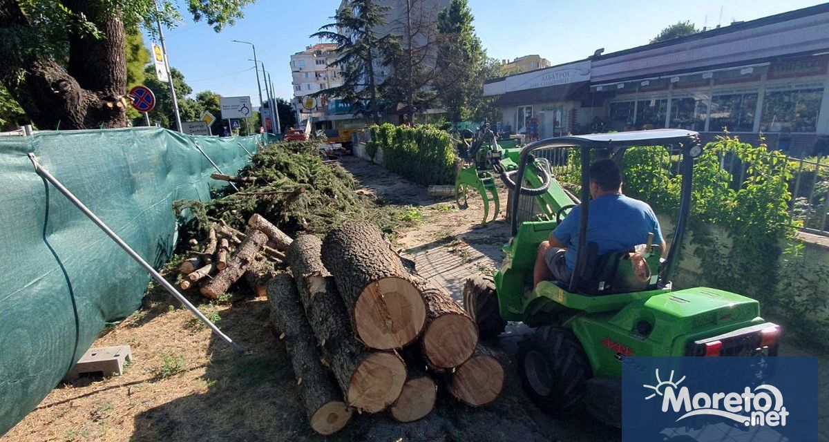 Част от кедрите в градинката в центъра на Аспарухово които