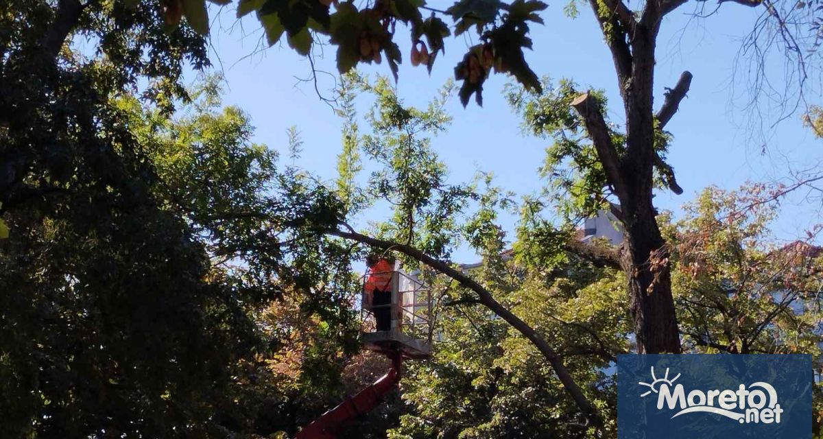 Близо 140 дървета в градската градина зад Драматичен театър Стоян