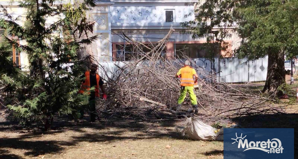 Тече санитарна сеч на дърветата в градинката зад Операта видя