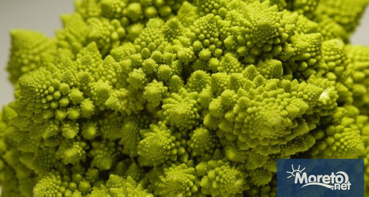 Наричаме го броколи романеско Romanesco broccoli римско броколи Латинското му