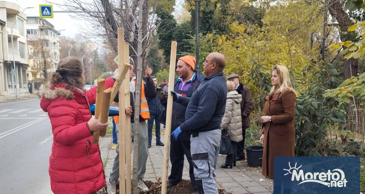 Започна засаждане на 19 дръвчета покрай бул Приморски Младите кестени