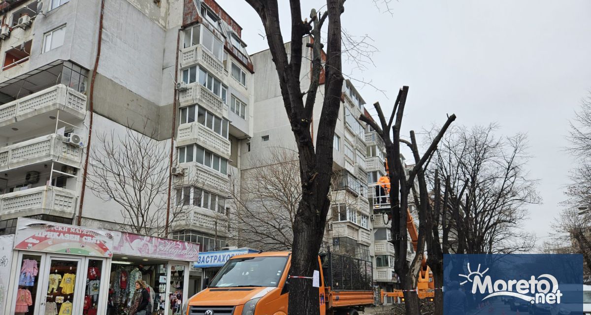 На варненския бул Чаталджа днес се извършва санитарна сеч на дървета