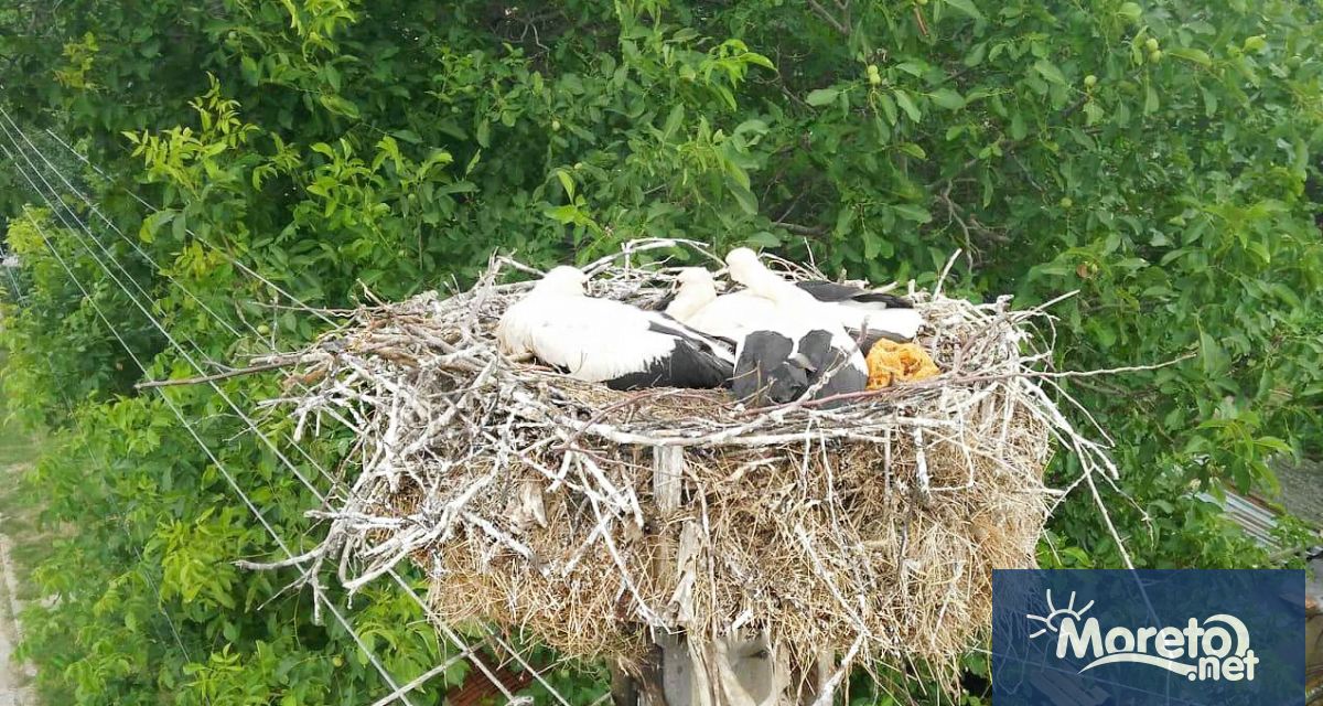 Гнездо шмеля фото в доме частном