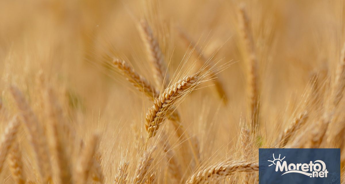 Индия забрани износа на пшеница на която разчиташе светът за